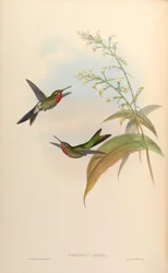 Cometes Caroli = Polyonomus Caroli